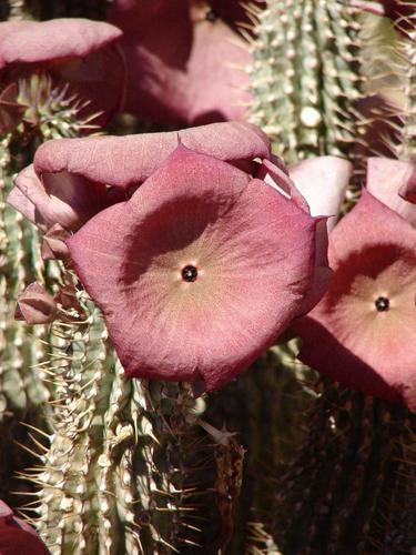Hoodia gordonii