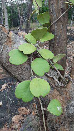 Hoya kerrii