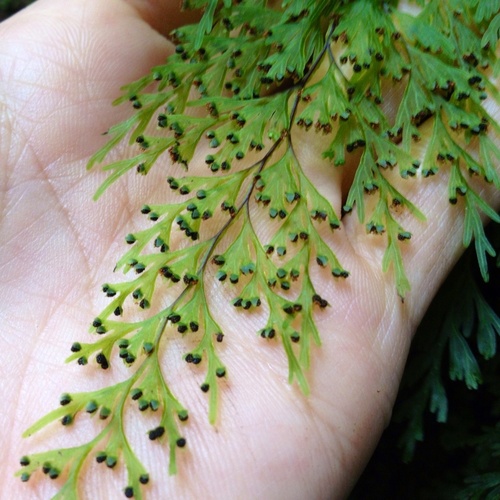 Hymenophyllum demissum