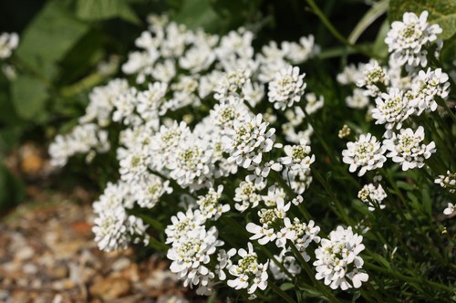 Iberis sempervirens