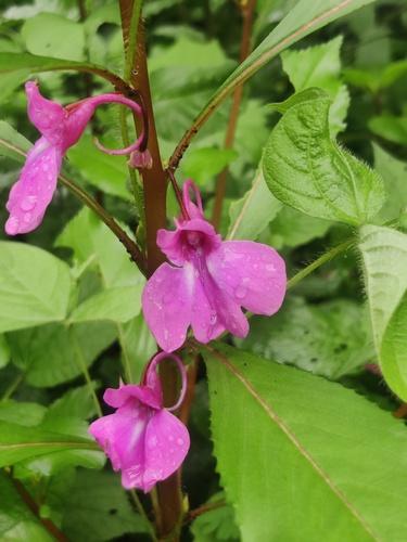 Impatiens balsamina
