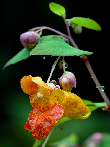 Impatiens capensis
