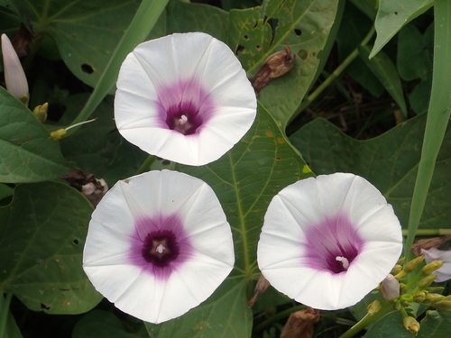 Ipomoea batatas