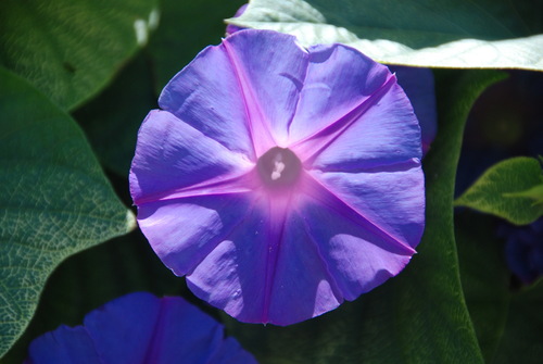 Ipomoea indica