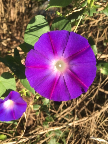 Ipomoea purpurea