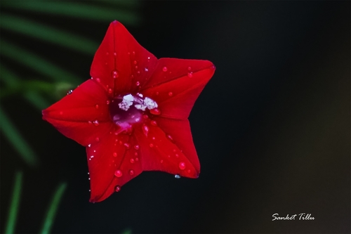 Ipomoea quamoclit