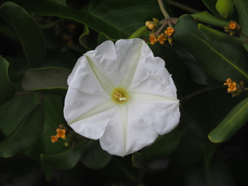 Ipomoea violacea