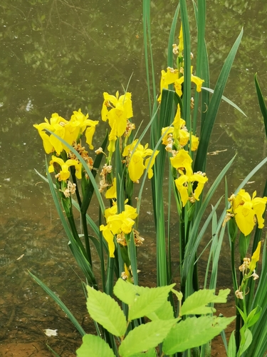 Iris pseudacorus