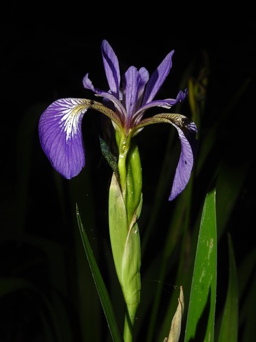 Iris versicolor