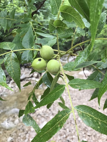 Juglans nigra