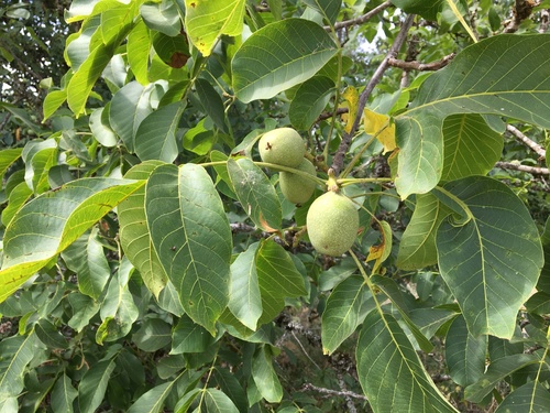 Juglans regia