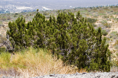 Juniperus californica
