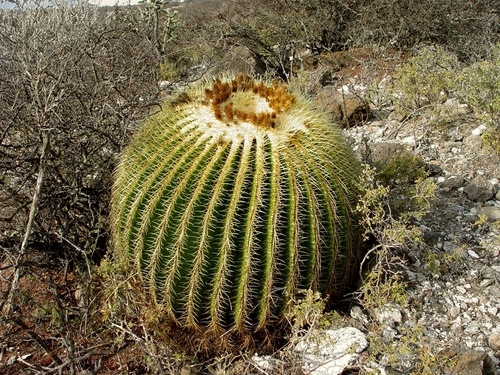 Kroenleinia grusonii