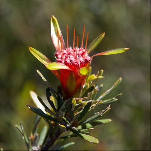 Lambertia formosa