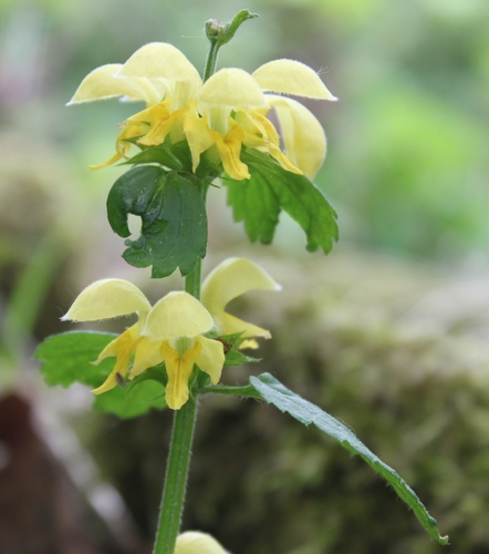 Lamium galeobdolon