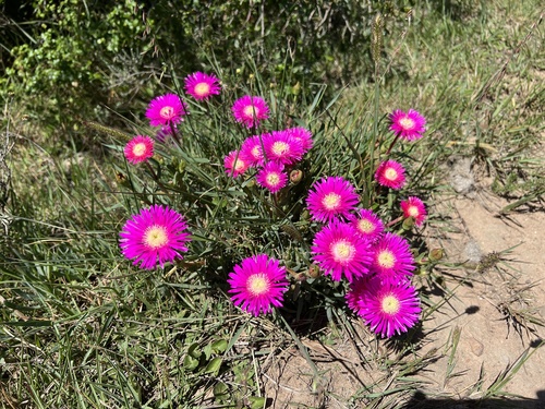 Lampranthus spectabilis