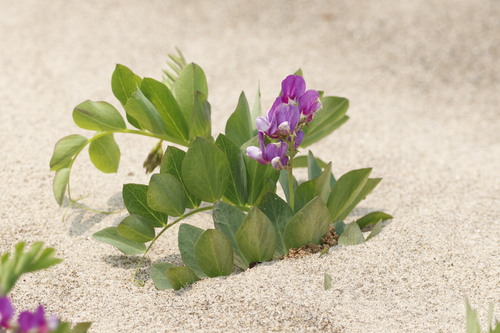 Lathyrus japonicus