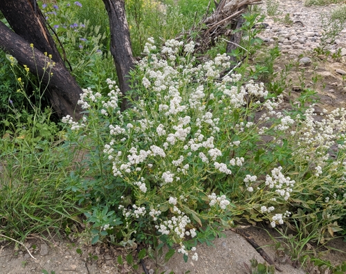 Lepidium latifolium