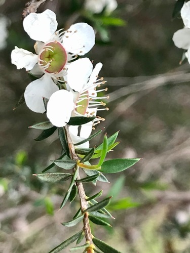 Leptospermum continentale