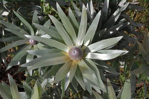 Leucadendron argenteum