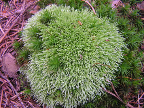 Leucobryum glaucum