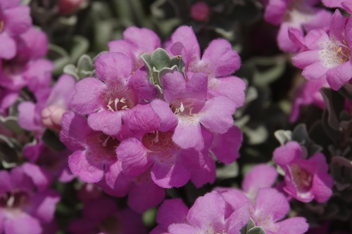 Leucophyllum frutescens