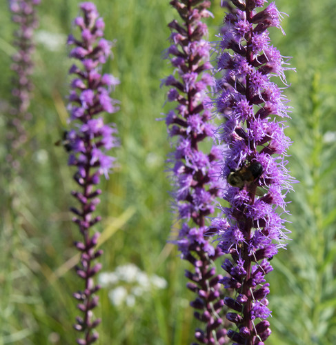 Liatris spicata