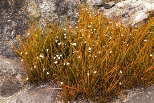 Libertia peregrinans