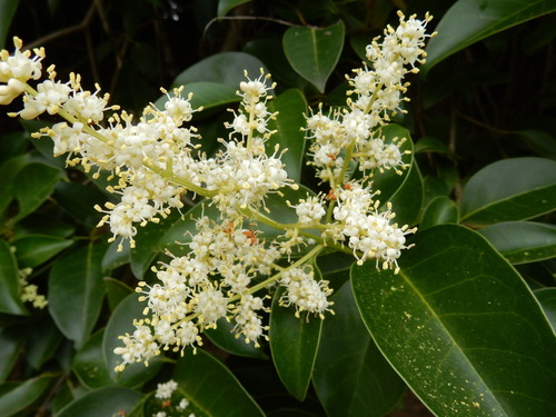 Ligustrum lucidum