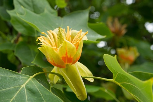 Liriodendron tulipifera