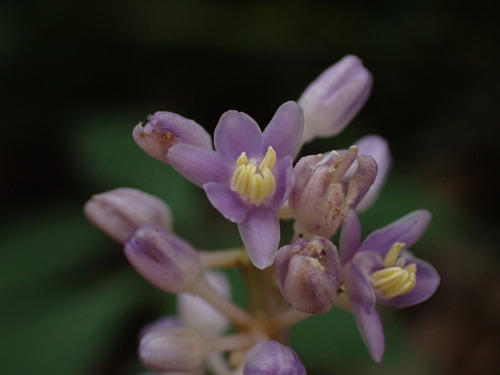 Liriope muscari