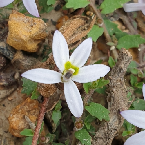 Lobelia pedunculata