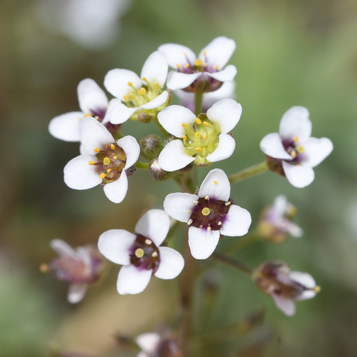 Lobularia maritima
