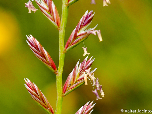 Lolium perenne