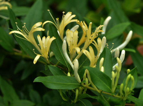 Lonicera japonica