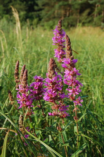Lythrum salicaria
