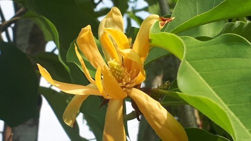 Magnolia champaca