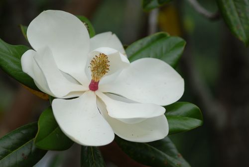 Magnolia grandiflora
