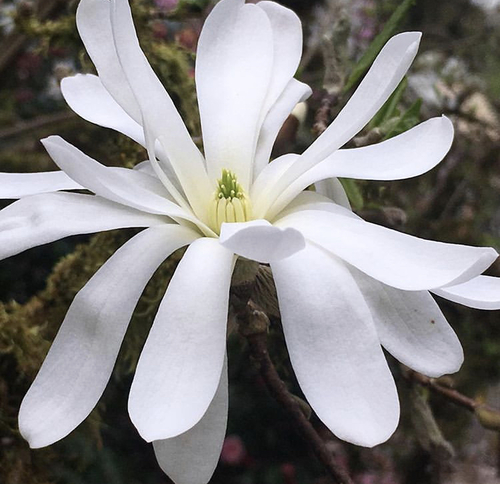 Magnolia stellata