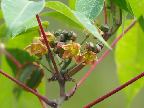 Manihot esculenta