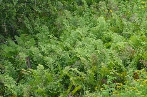 Matteuccia struthiopteris
