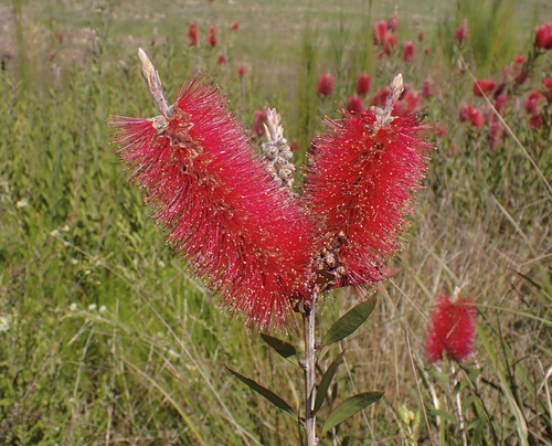 Melaleuca citrina