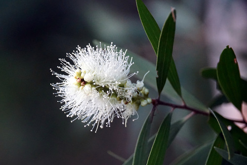 Melaleuca quinquenervia