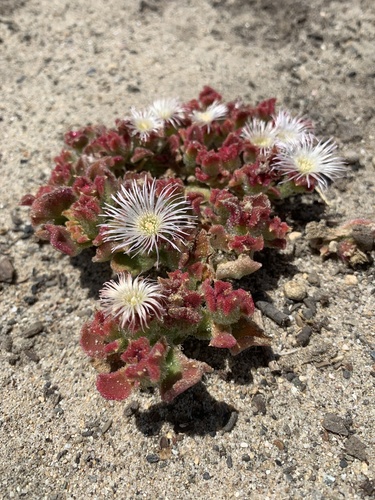 Mesembryanthemum crystallinum