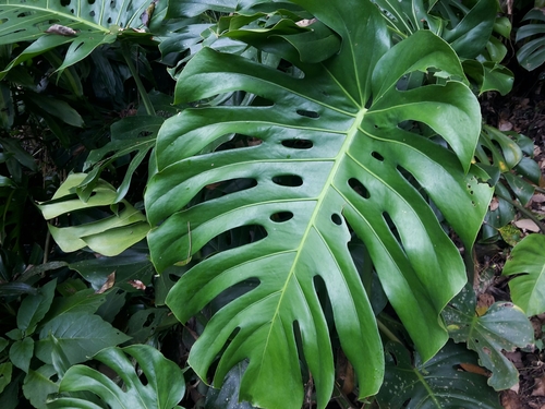 Monstera deliciosa