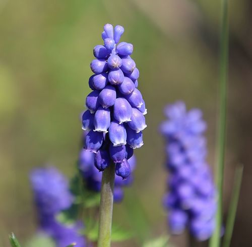 Muscari armeniacum