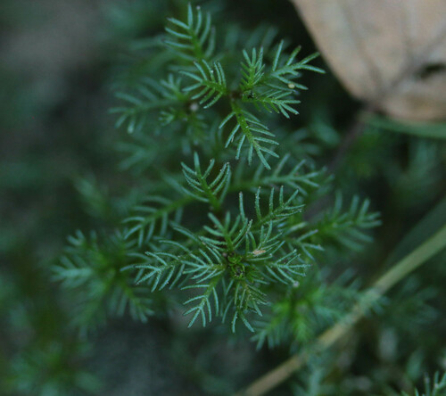 Myriophyllum verticillatum