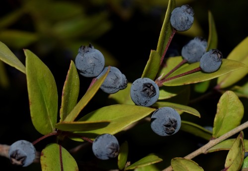 Myrtus communis