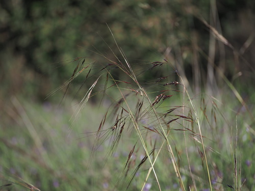 Nassella pulchra