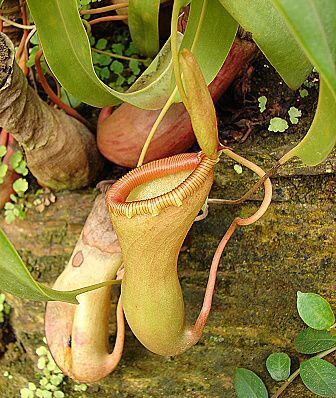 Nepenthes ventricosa